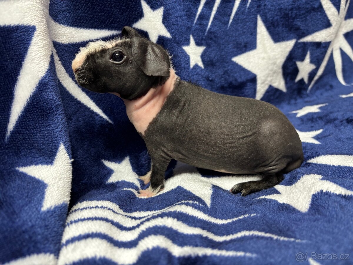 Skinny morče, samečci s PP - 12