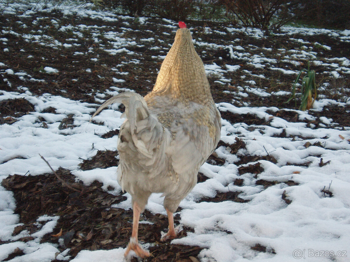 Kohout do chovu k prodeji - 12