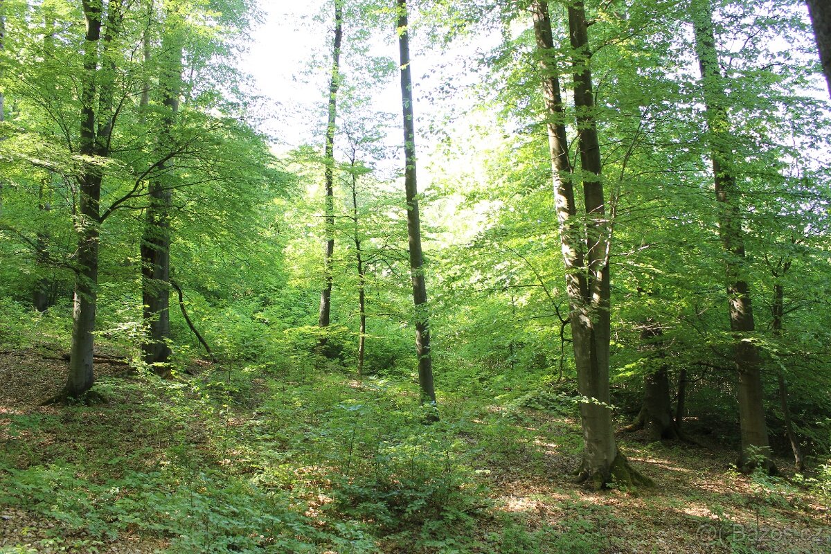 Prodej nevytěženého lesa u Luhačovic - 3,25 ha - 12