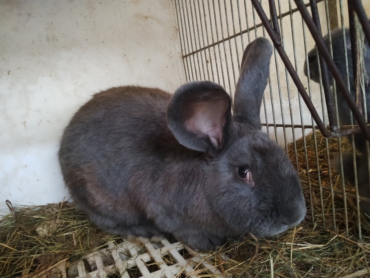 Moravský modrý - 12