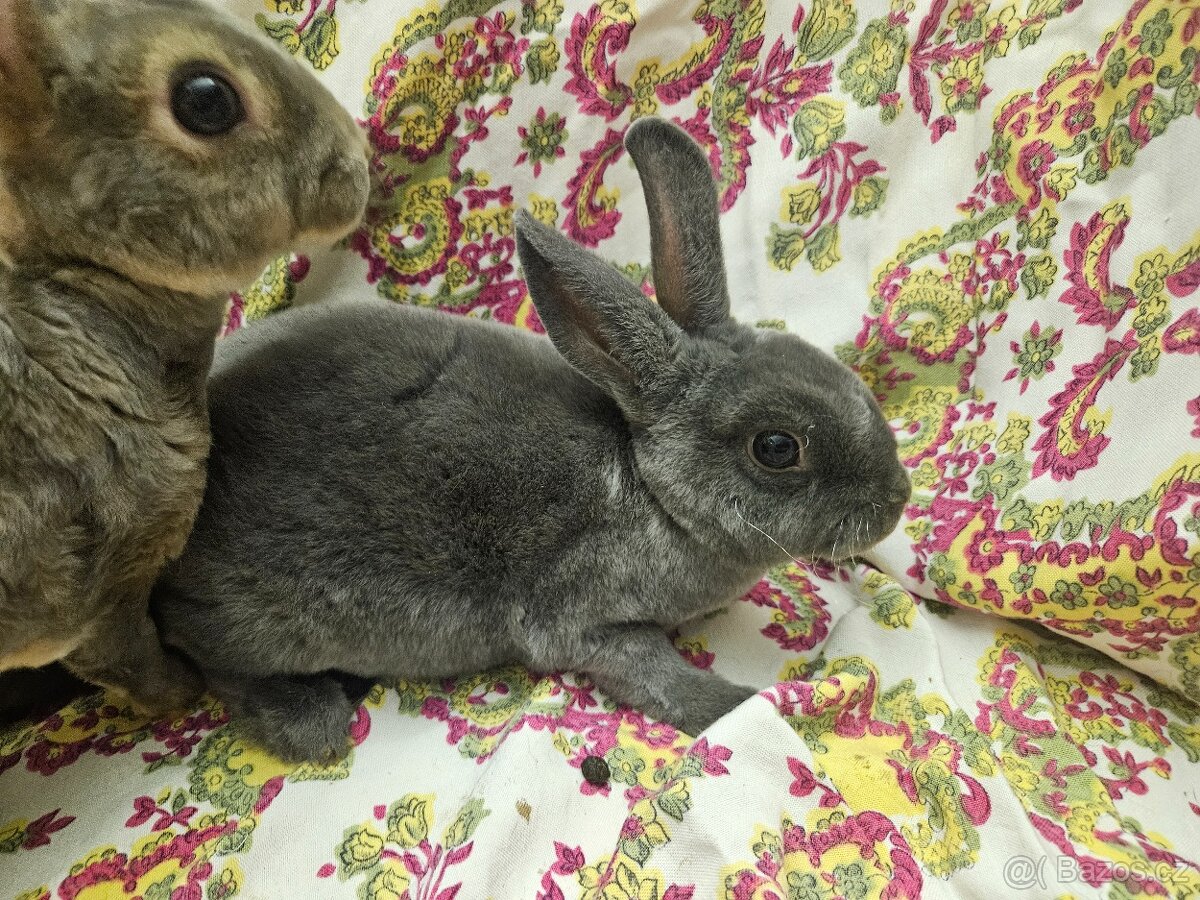 Zakrslý králíček - 12