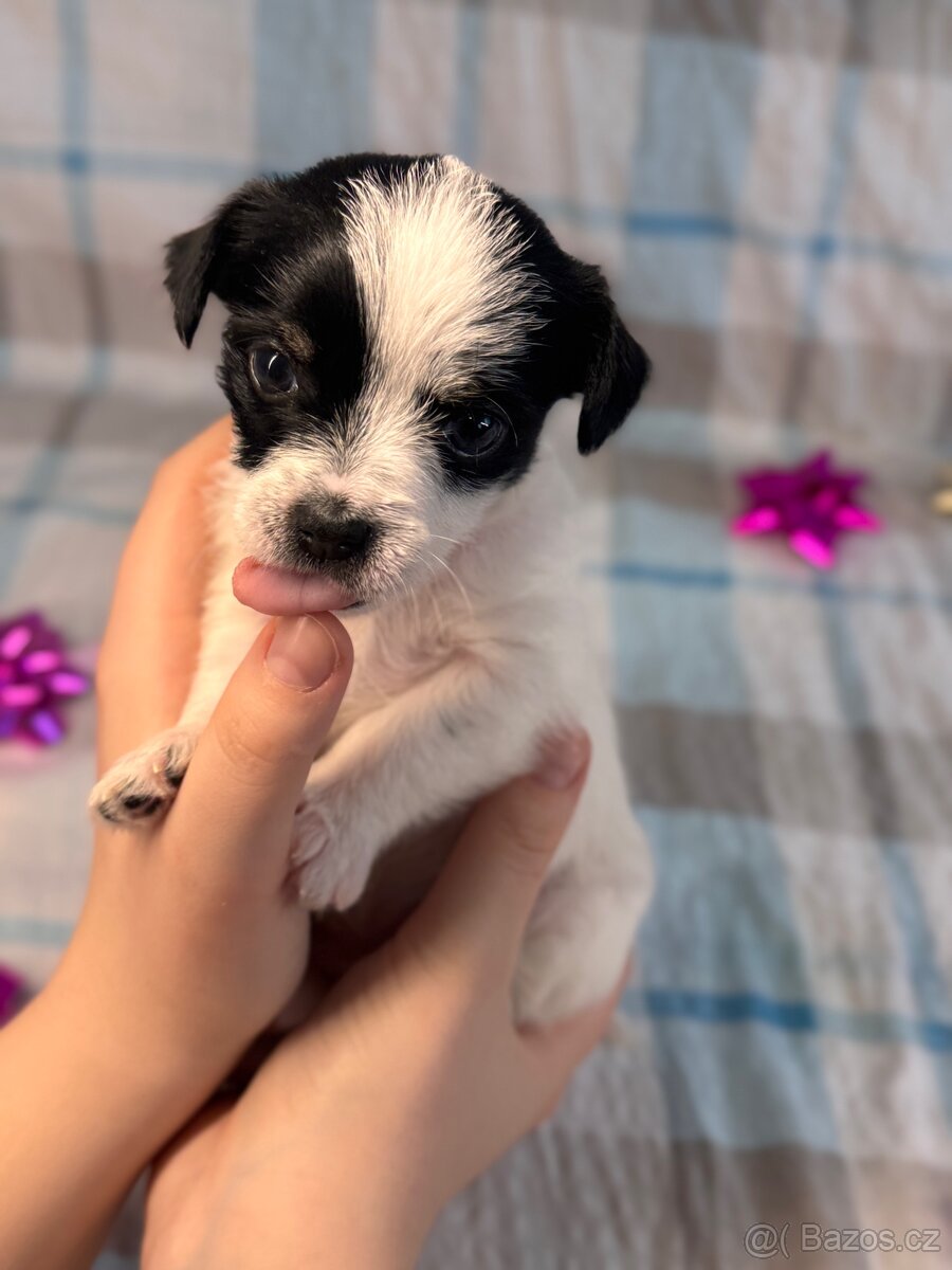 Hairless čivava - naháč - 12