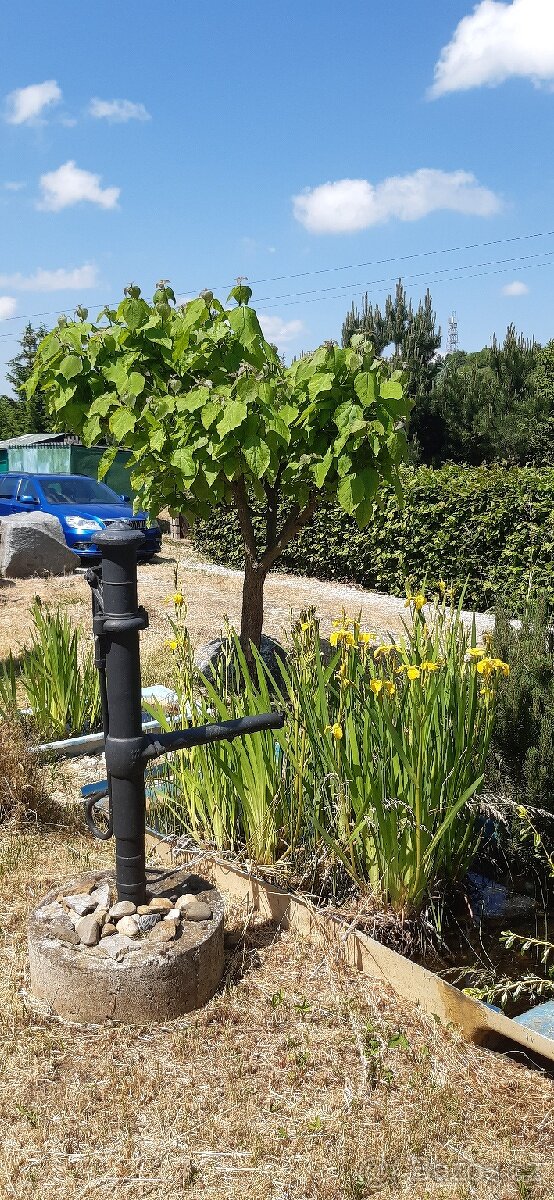 Semena vistárie a katalpy + stromky + vodní rostliny - 12