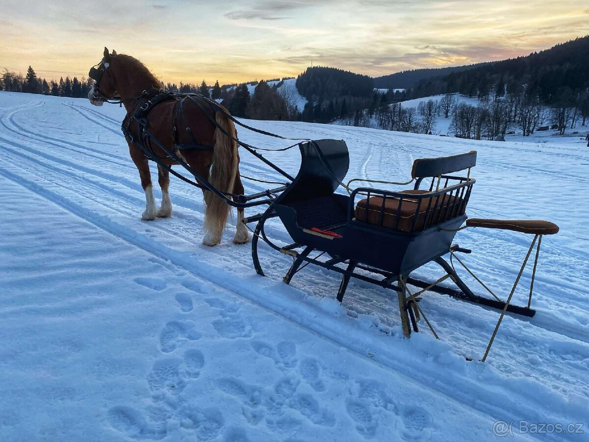 Klisna Welsh pony of cob type - 12