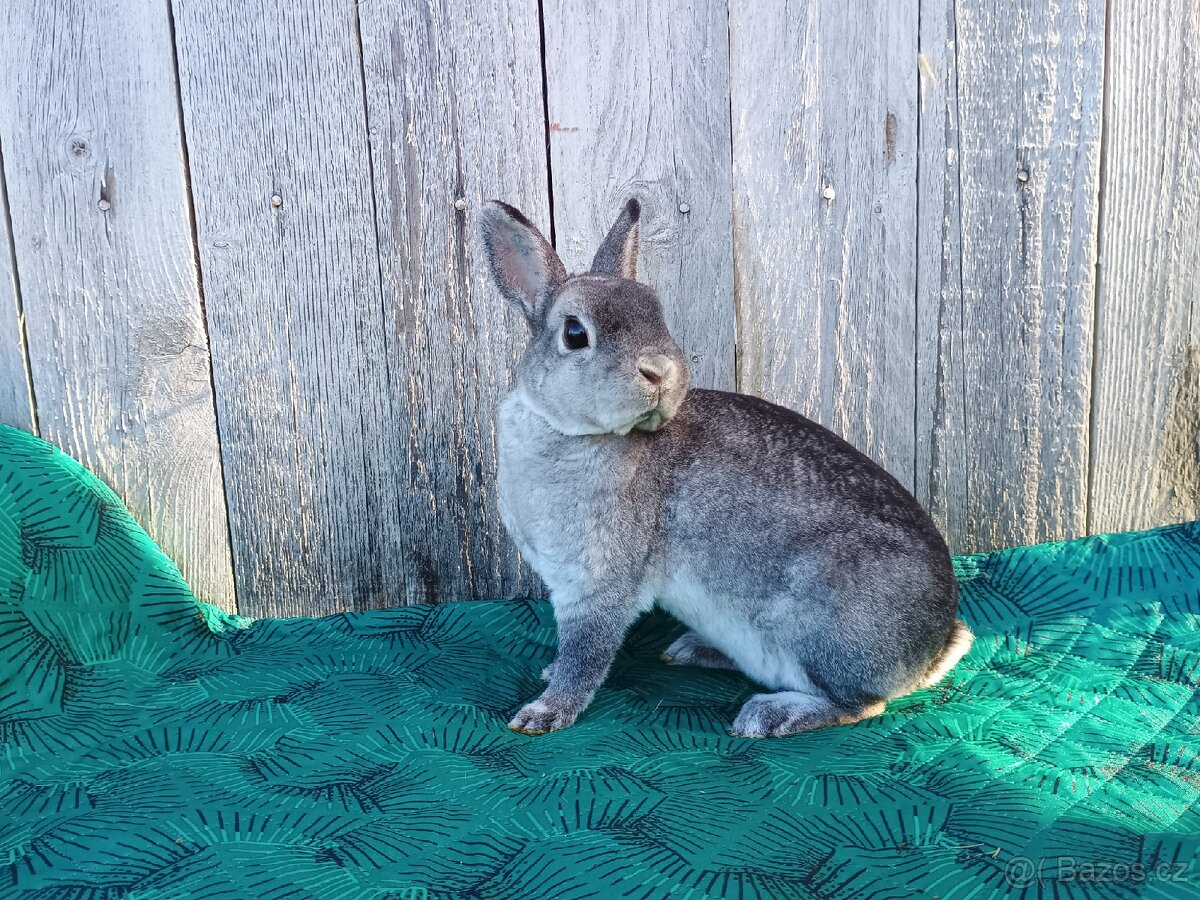 Zakrslý REX činčilový s PP - 12