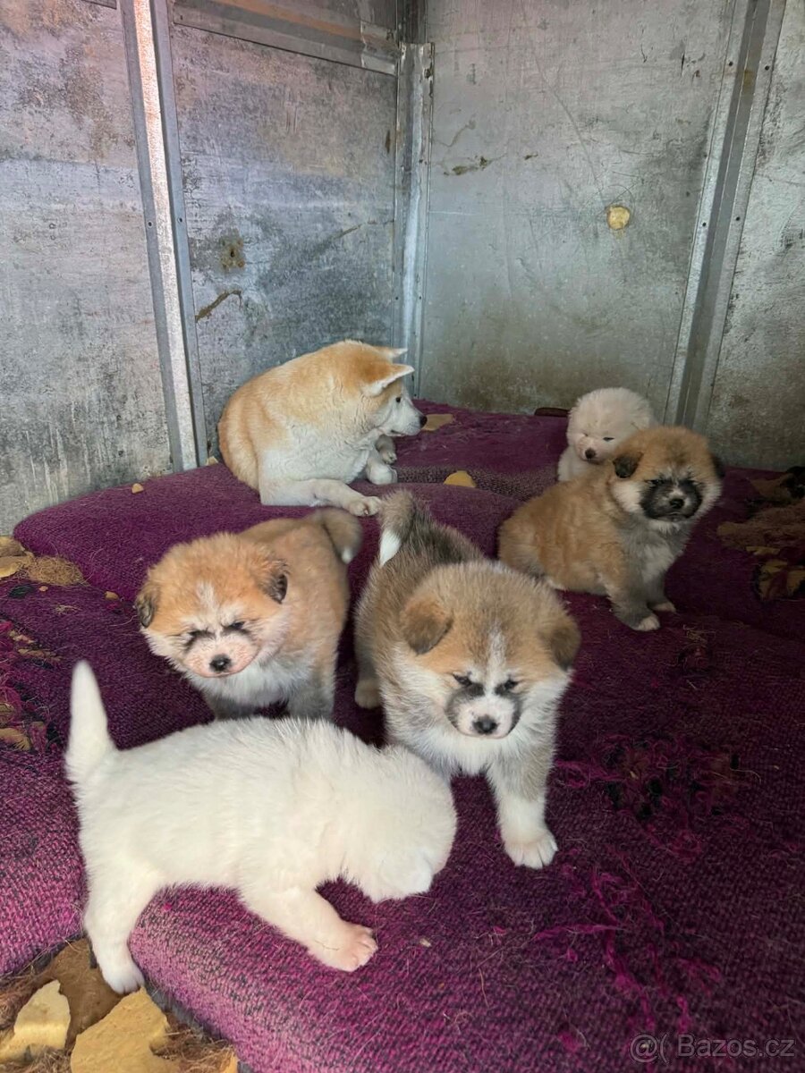 Štěňata Akita inu - 12