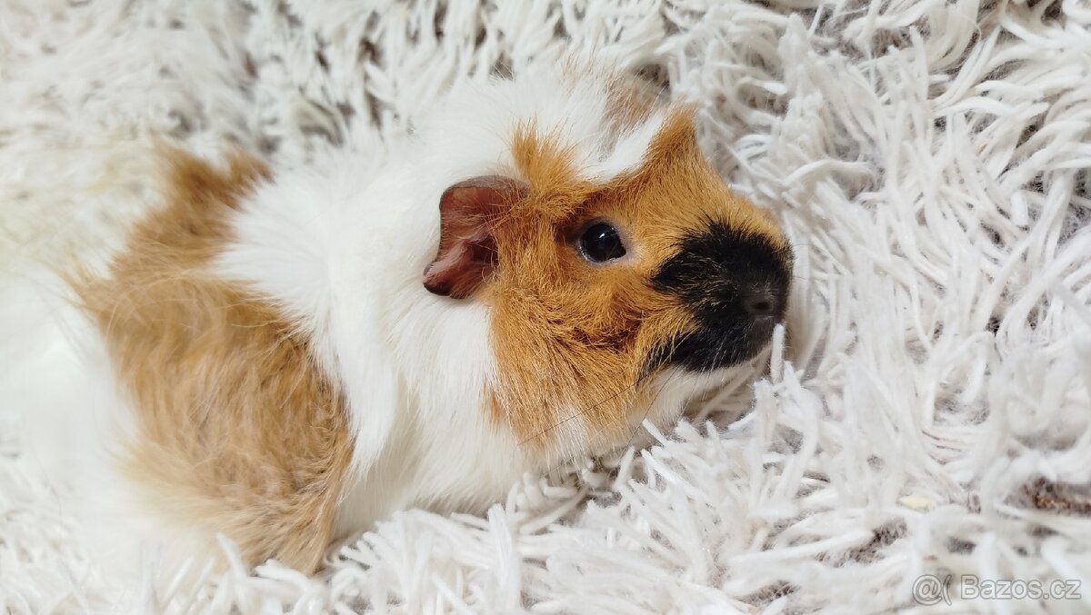 Morče, Morčata, Morčátko, Morčátka - DARWIN A MERLIN - 12