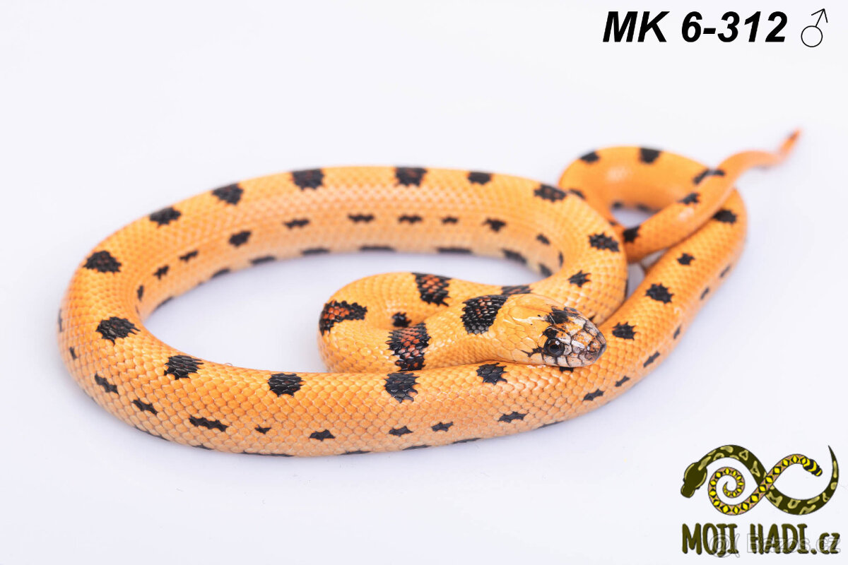 Lampropeltis MAGMAKING - 12