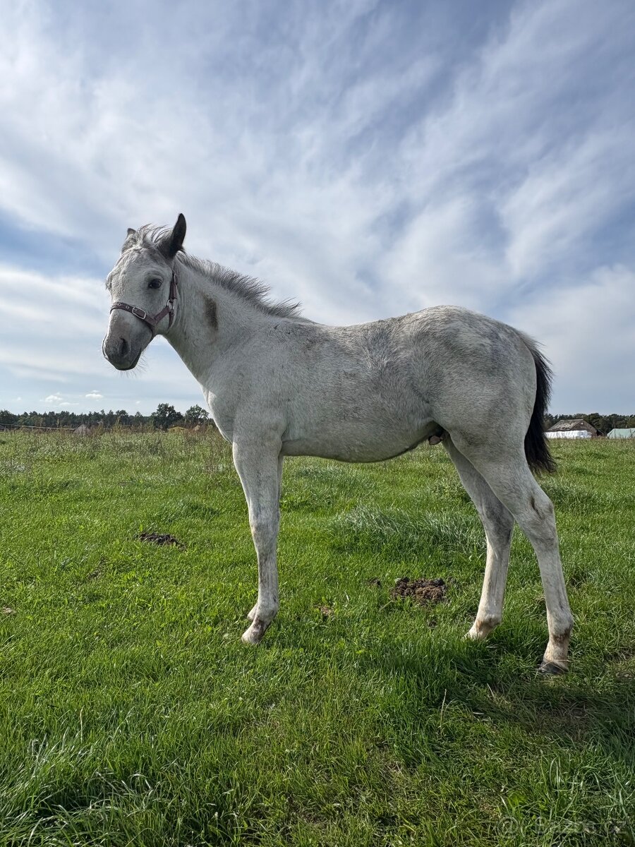 Hřebeček Appaloosa - 12