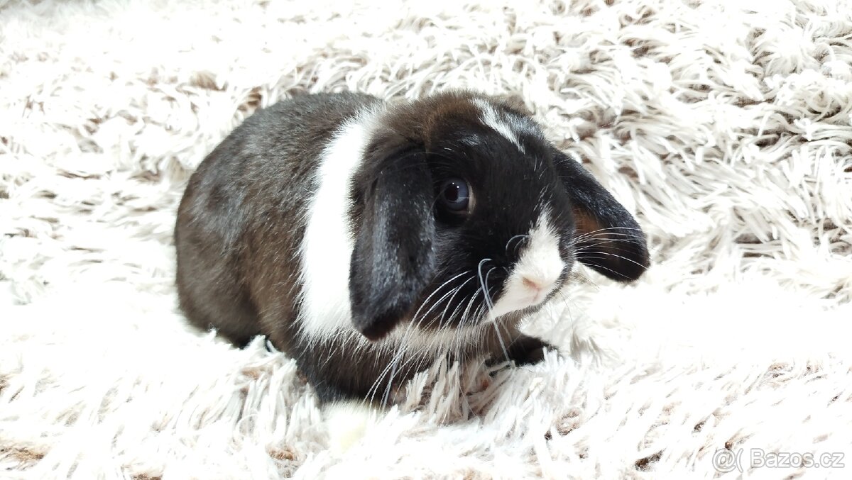 Zakrslý beránek, králíček, králík - LADY - 12