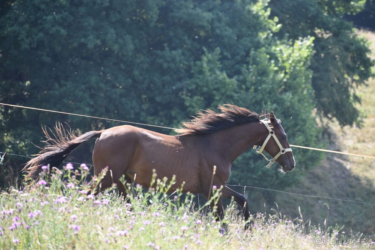 Úžasný hřebeček - 12