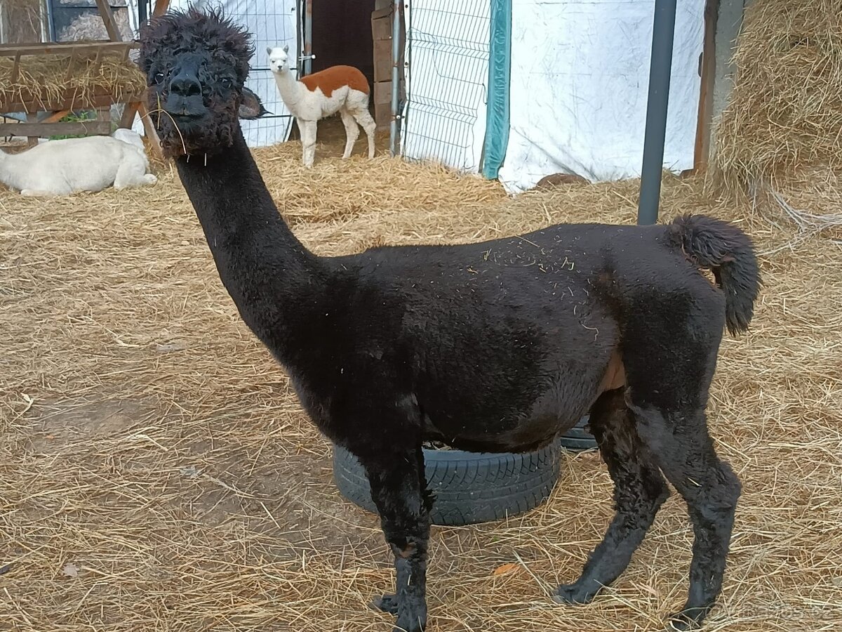 Alpaka - 12