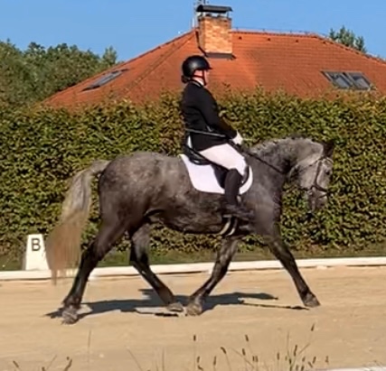 Welsh pard Bred malý sportovní kůň - 12