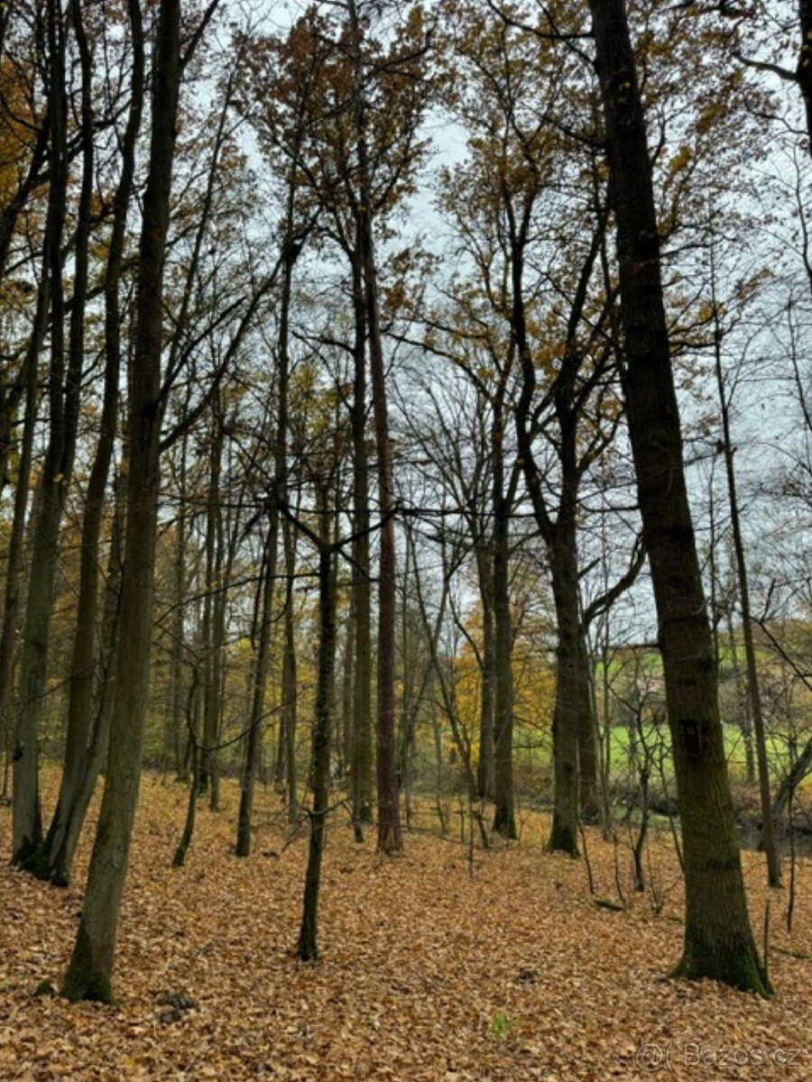 Prodám lesní pozemek v k.ú. Snopoušovy - 12