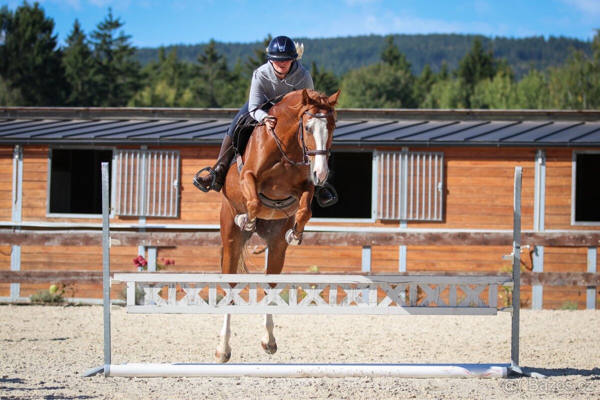 Prodám krásnou klisnu. - 12