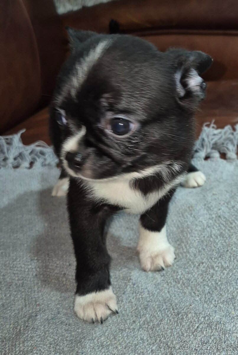 Čivava s PP, krásná štěňátka k odběru. - 12