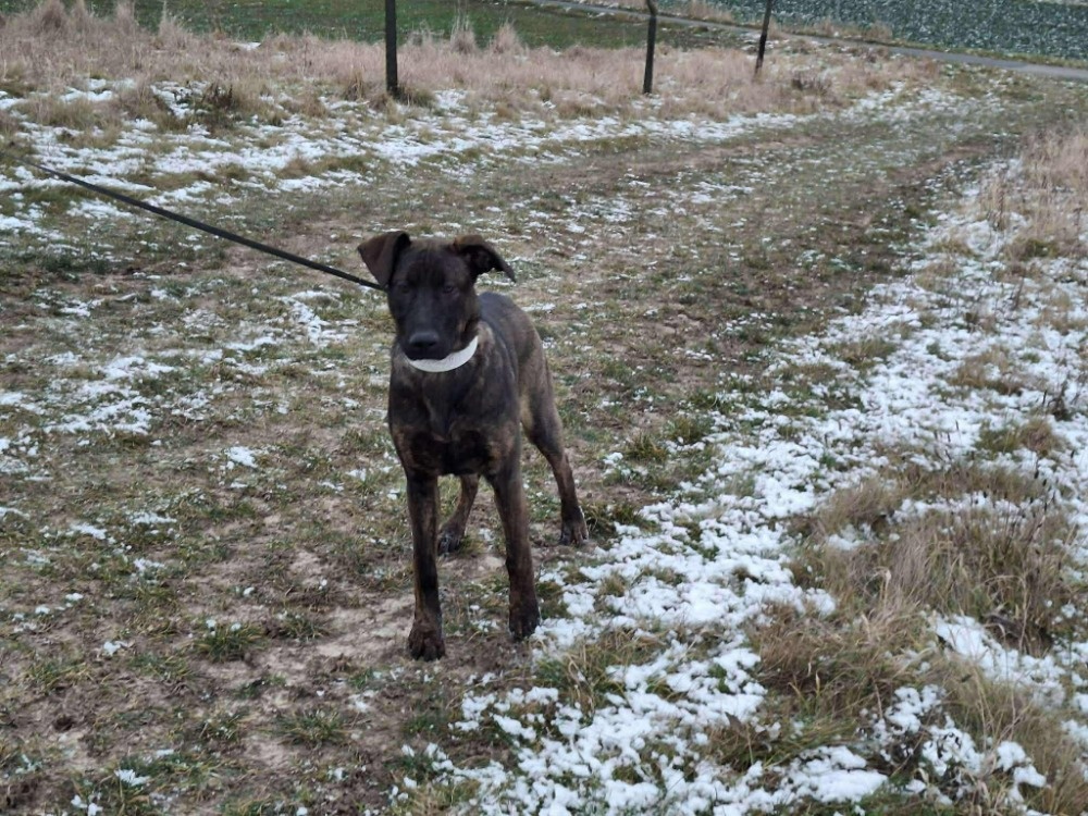 2 fenečky štěňátka - 12