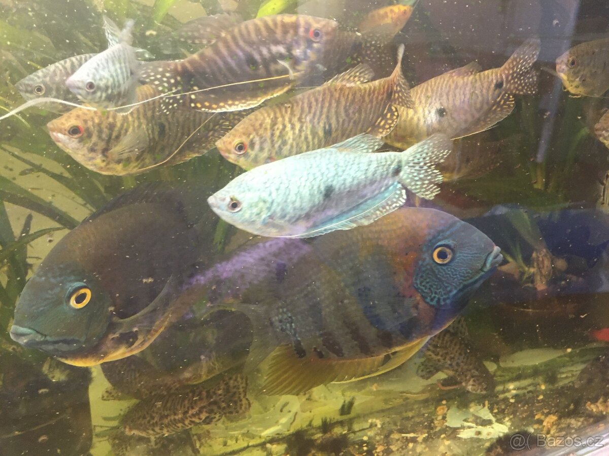 Prodám levně ryby a vodní rostliny - 12