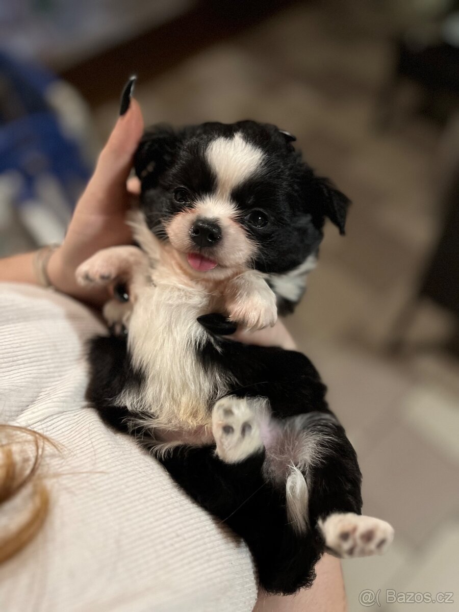 2x dlouhosrstý pejsek s PP FCI, čivava - 12