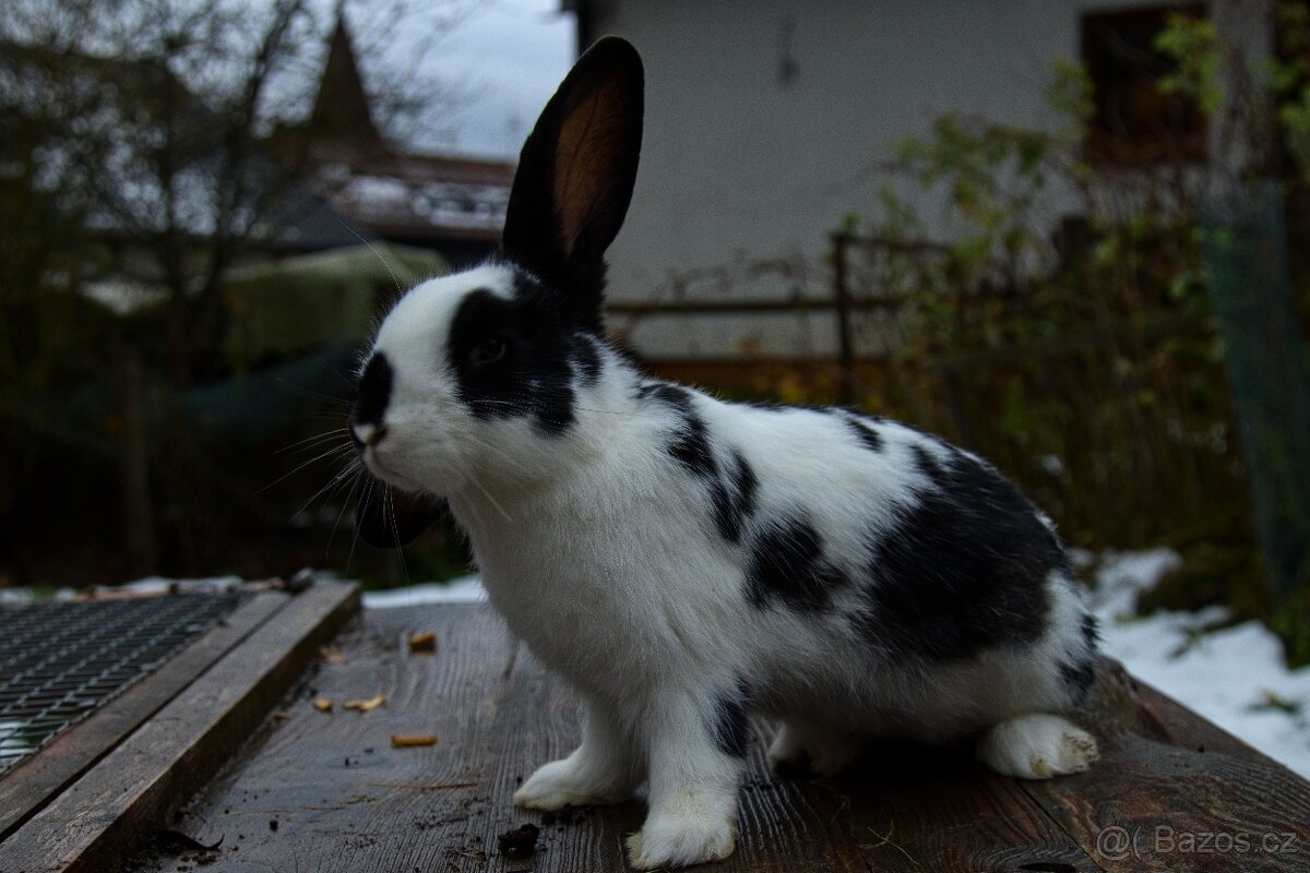 Zakrslý králík - 12