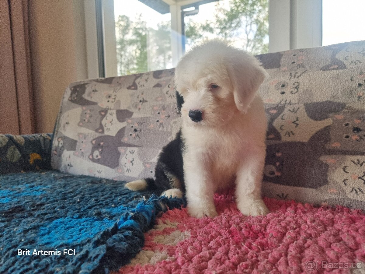 Staroanglický ovčák bobtail - 2 kluci k dispozici - 12