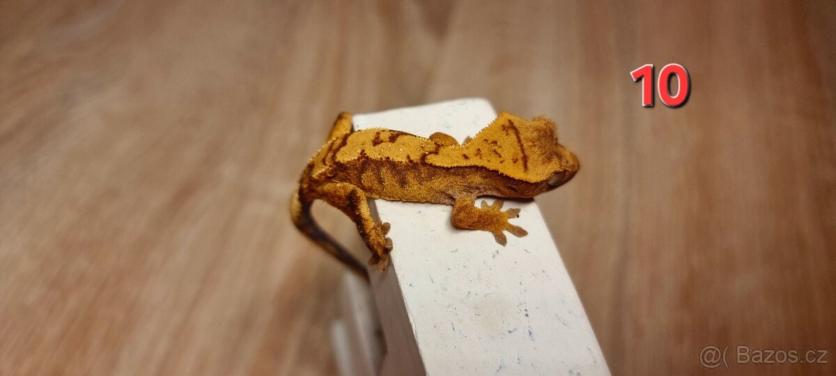 Pagekon řasnatý - 12