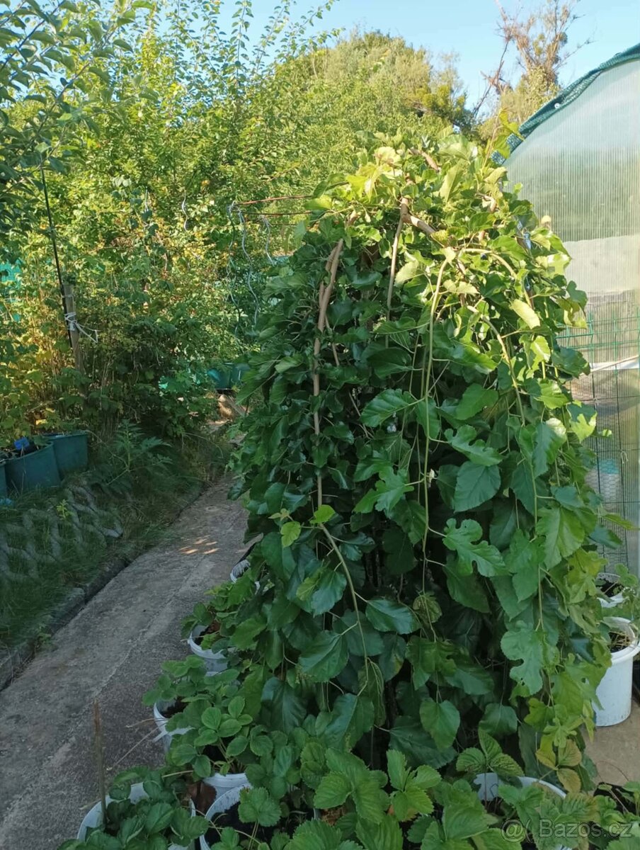 Prodej zahrady u Zlína - 12