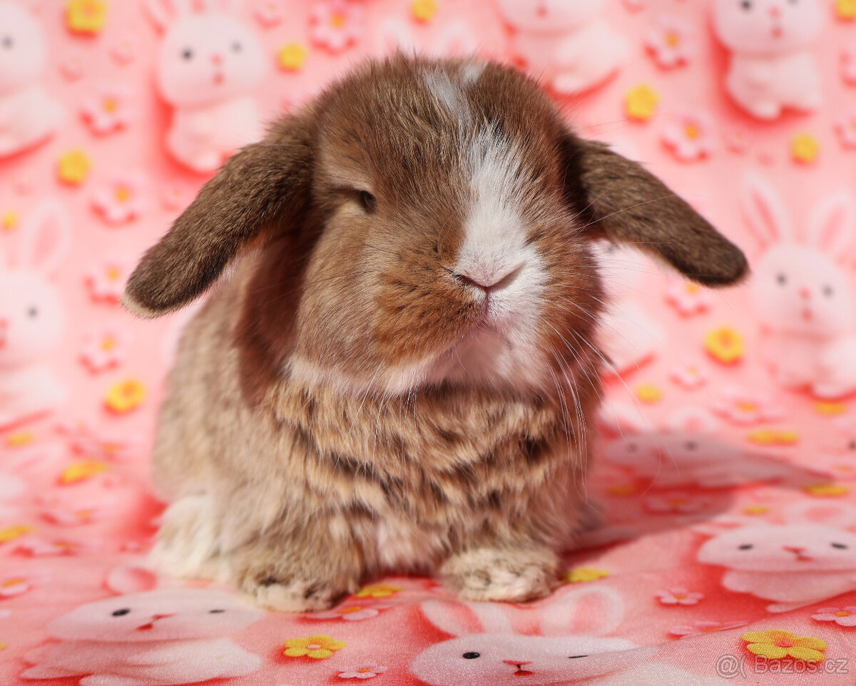 NHD zakrslí beránci samečci - 12