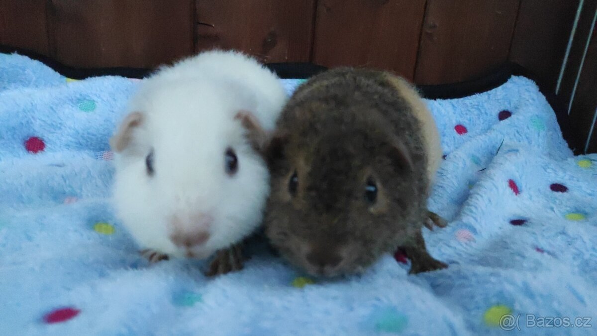 Morče - morčata - krásná morčátka z Moravy - 12