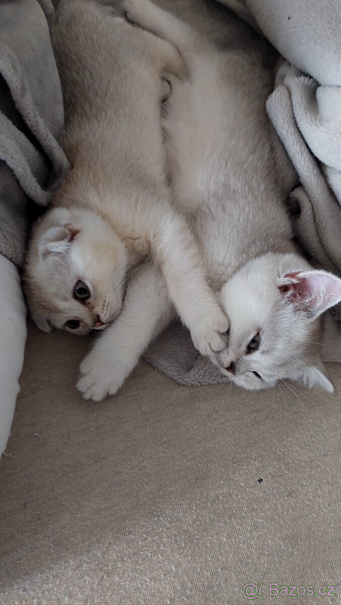 Skotské koťata bez PP - 12