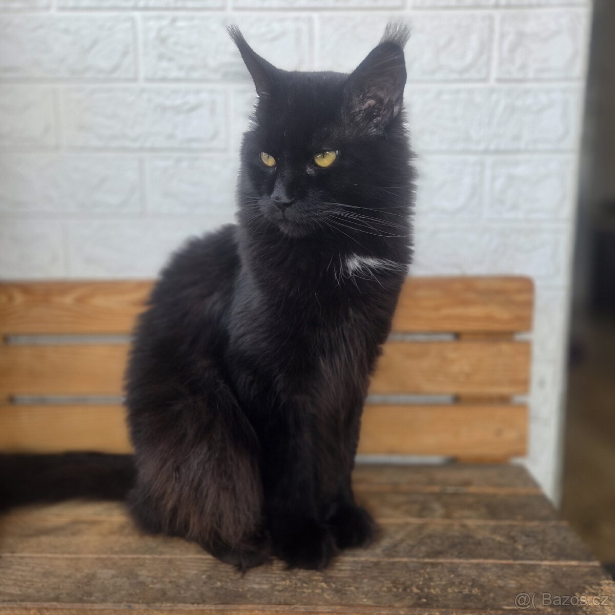 Mainská mývalí kočka - 12