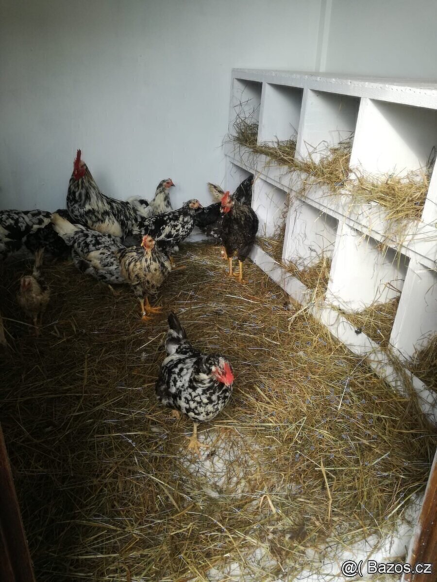 VLASKA EXCHEQUER letošní kohoutci - 12