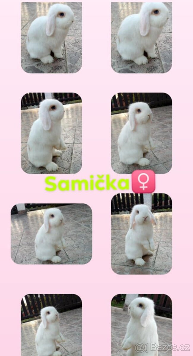 Volná samička - Anglický Zakrslý Beránek MiniLop🍑🧡🤍 - 12