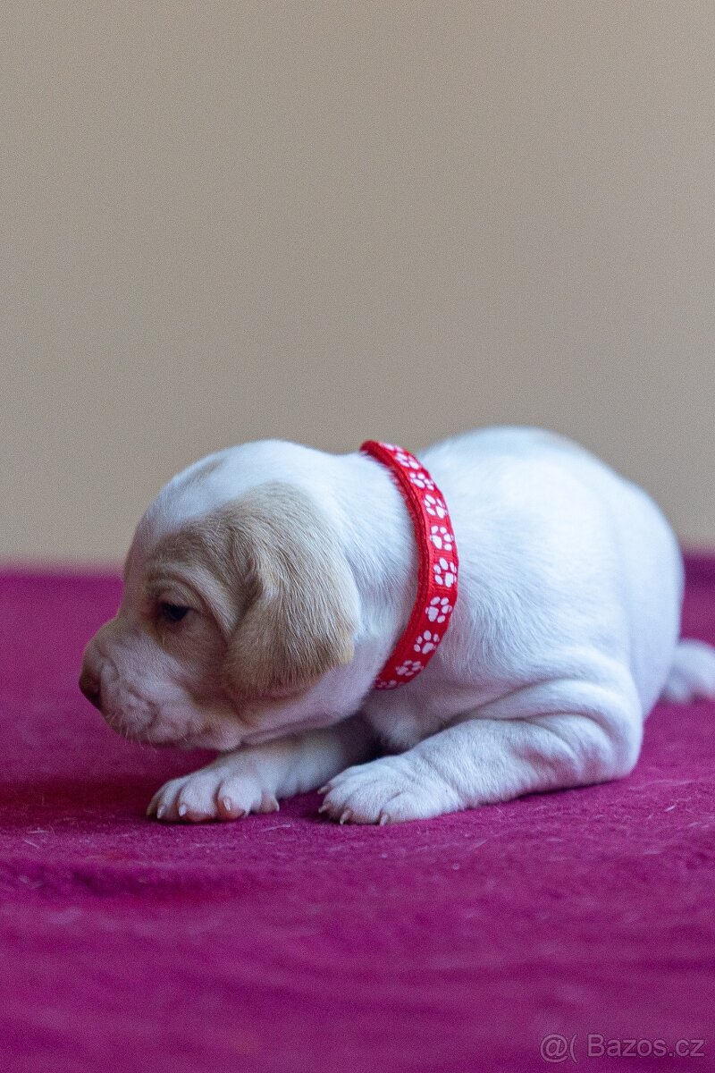 Saintgermánský ohař - štěňátka k zamluvení - 12