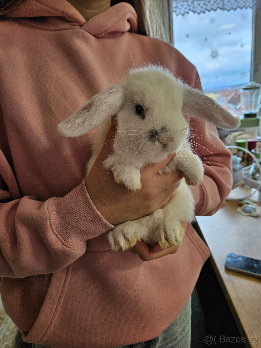 Zakrslý králík - 12