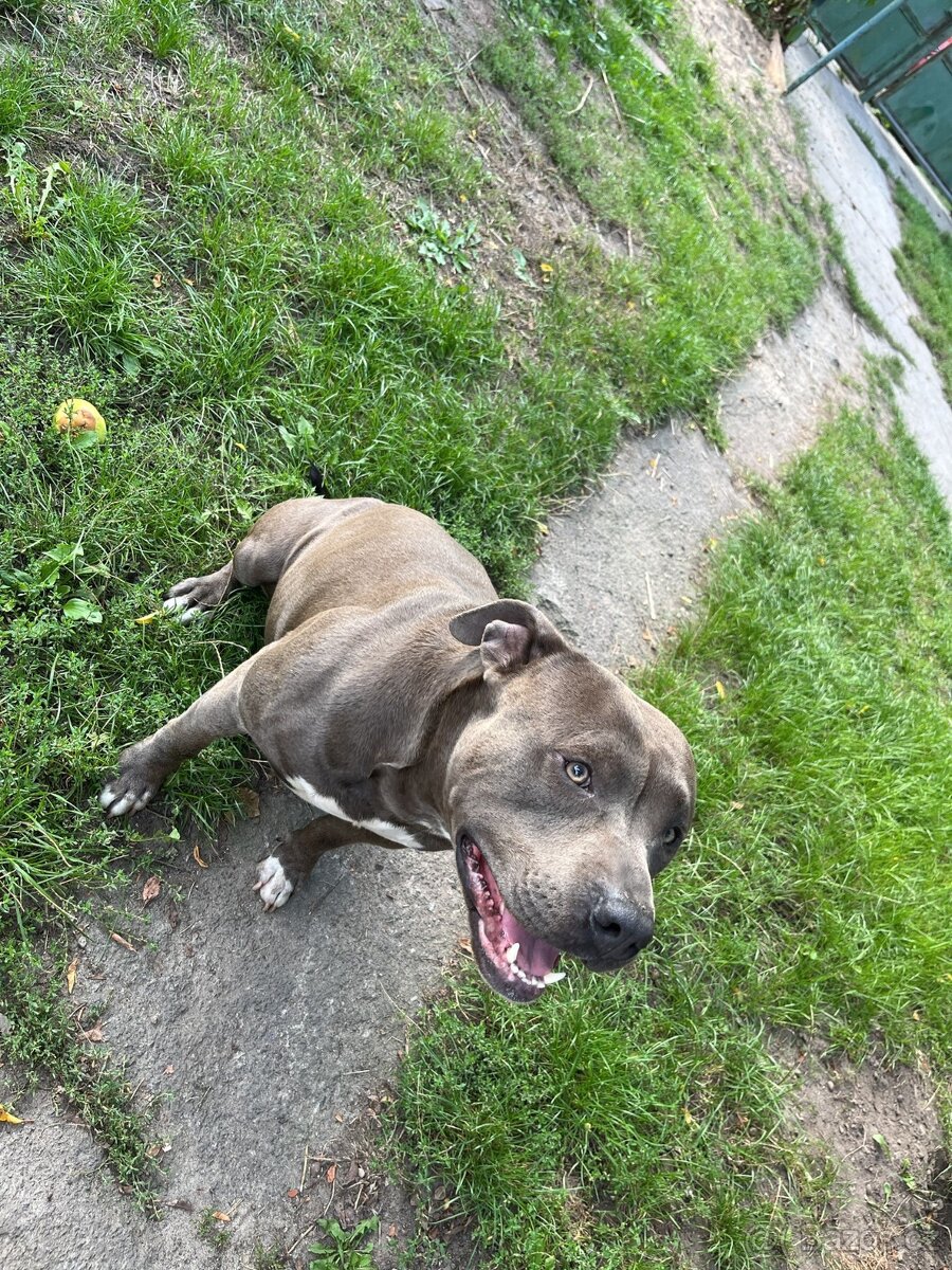 Americký stafordsirsky terier, Stafford, amstaf - 12