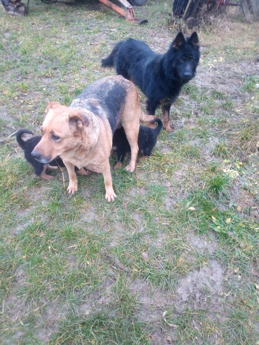 Chodský pes kříženec - 12