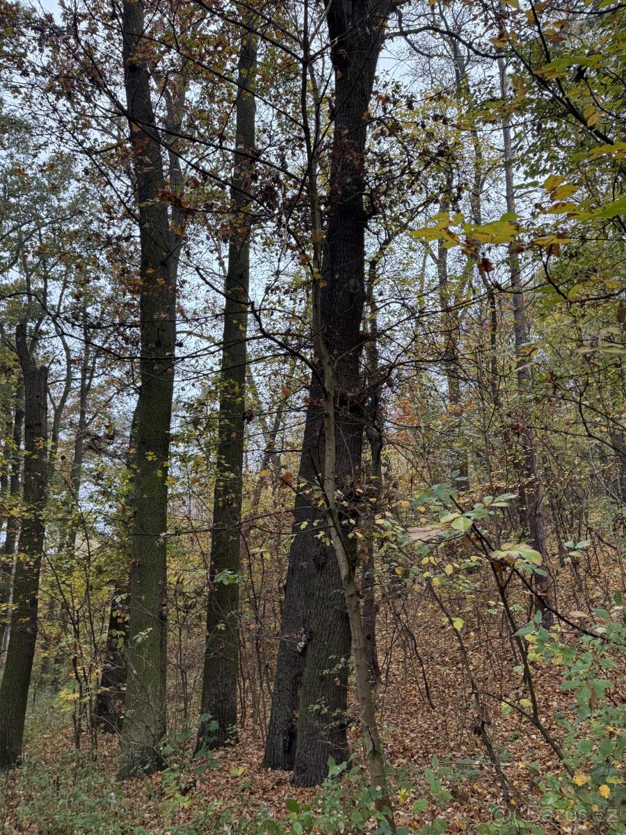 Prodám pozemky v k.ú. Hostivař - 12