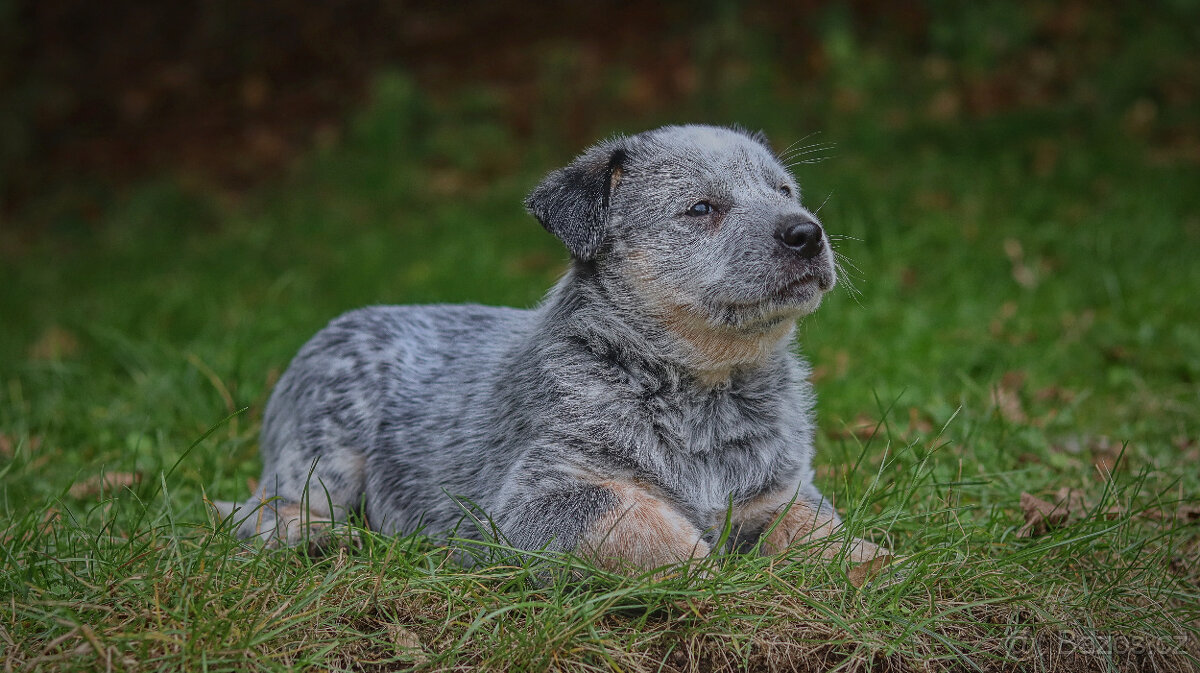 Australský honácký pes, rezervace štěňat s PP, volní kluci - 12