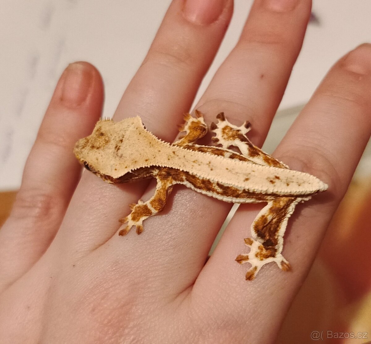 Pagekoni řasnatí - 12