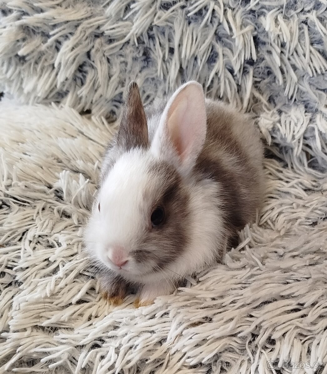 Zakrslý krátkouchý - 12