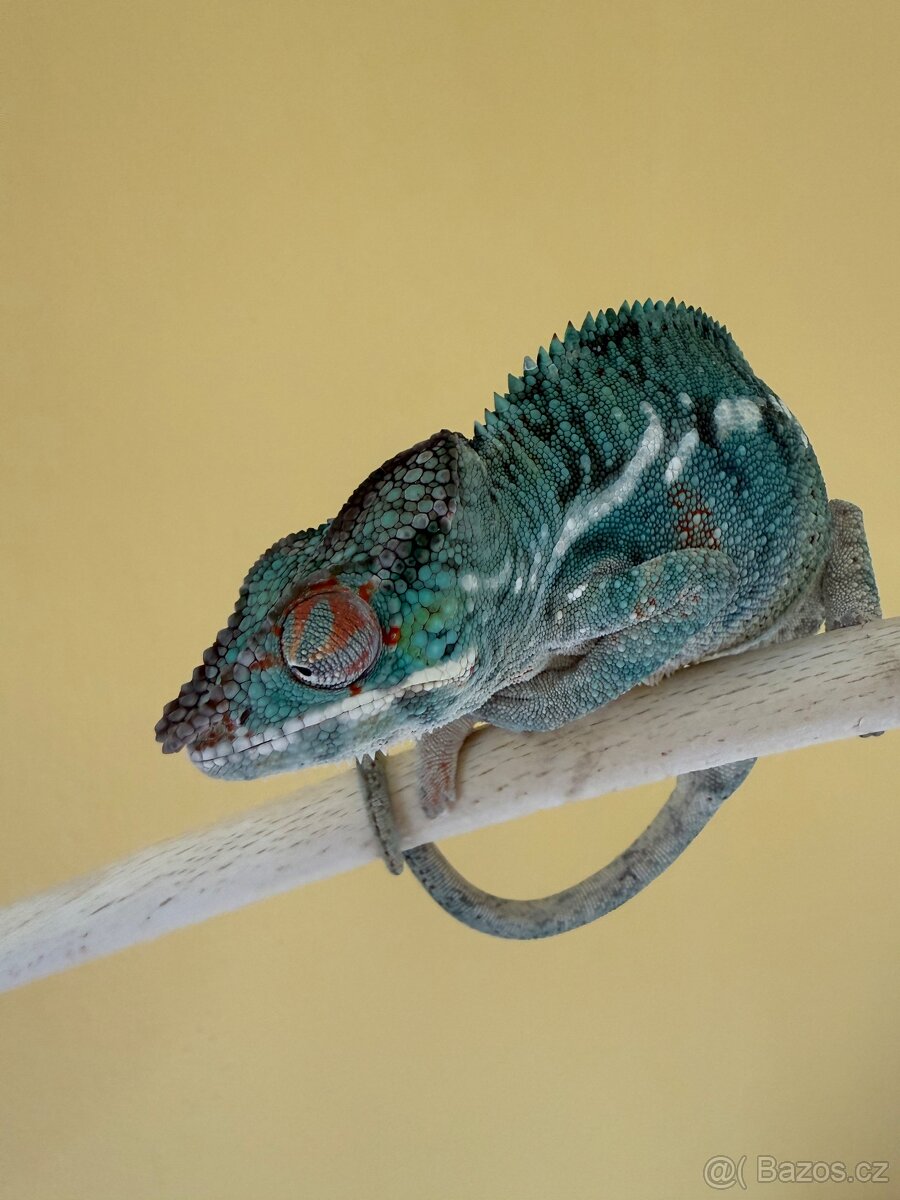 Chameleon pardalis - nosy be - 12