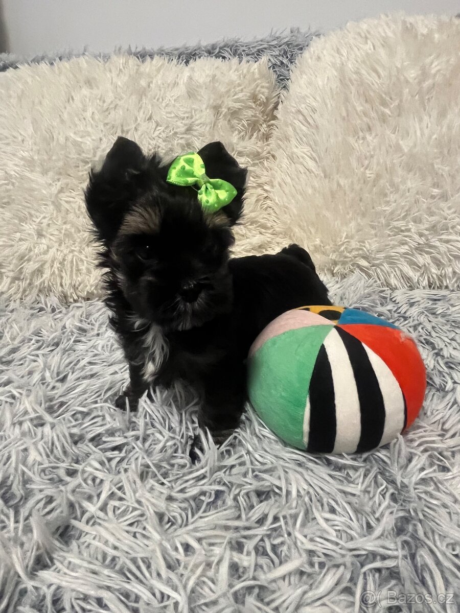 Jorkširský teriér s PP - 12