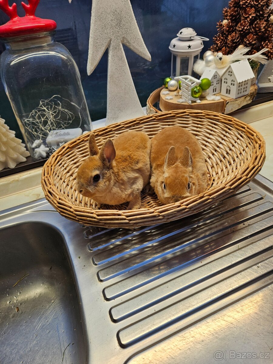 Zakrslý králík - 12