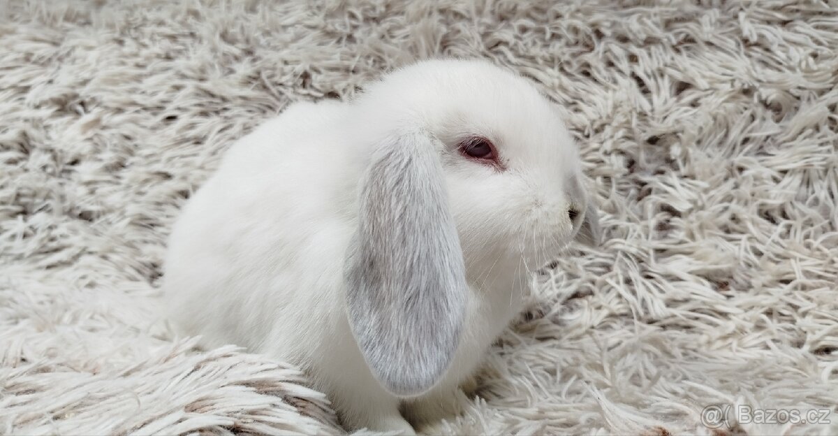 Zakrslý beránek, králíček, králík - MOLLY - 12