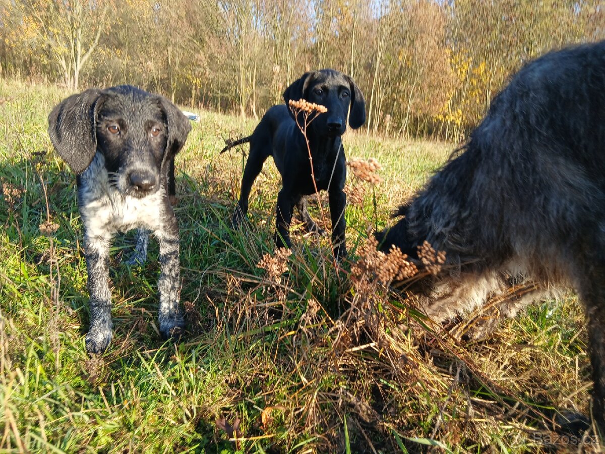 ŠTĚŇÁTKO, ŠTĚŇÁTKA, ŠTĚŇATA, ŠTĚŇE K ODBĚRU - 12