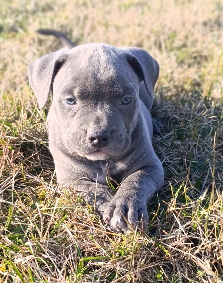 American Bully Standard - 12