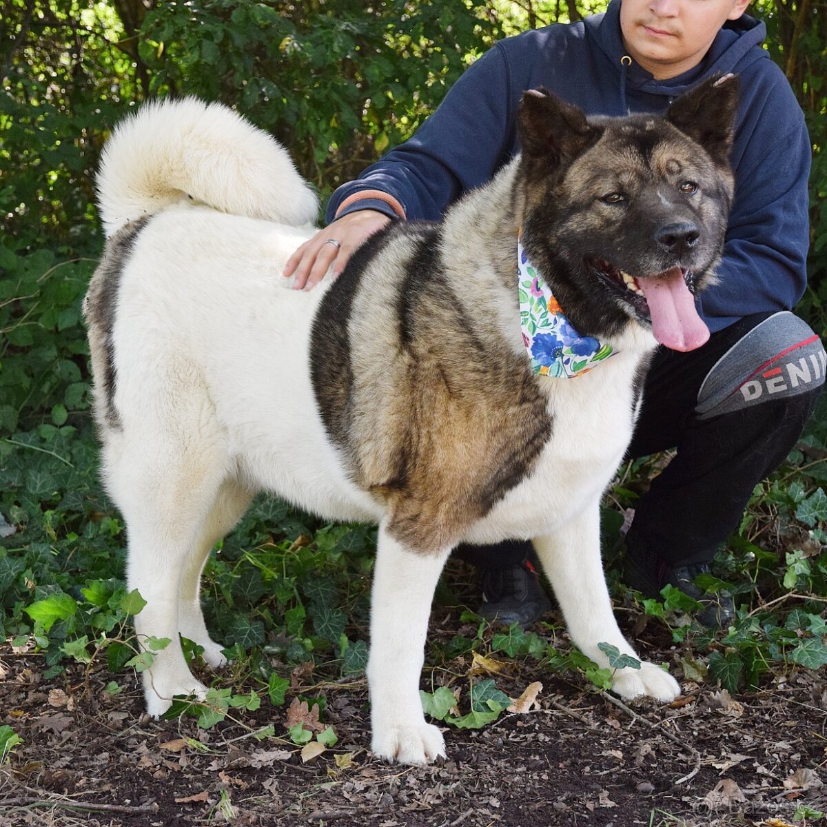 MACI K ADOPCI - přátelská, hravá, vděčná, vhodná k dětem - 12