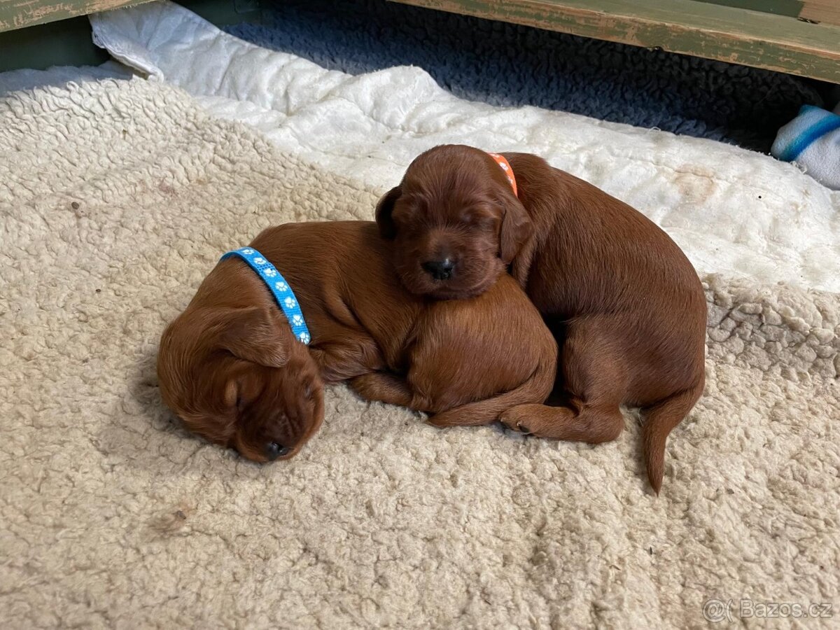 Irský setr štěňata s PP - 12