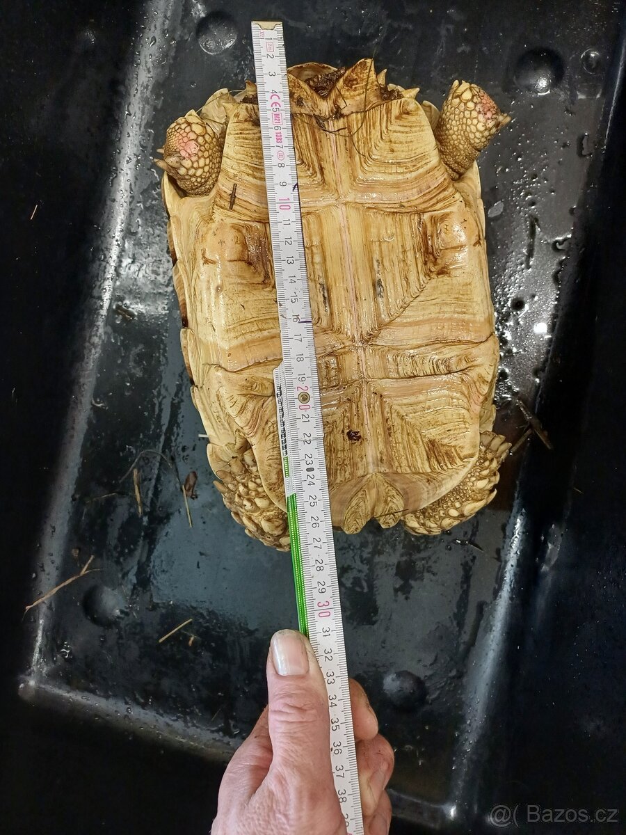 Želva ostruhatá-sulcáta - 12